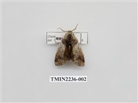 藏品(韋氏迴舟蛾)的圖片